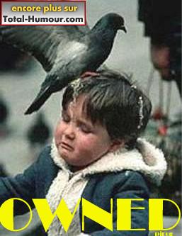 Pigeon